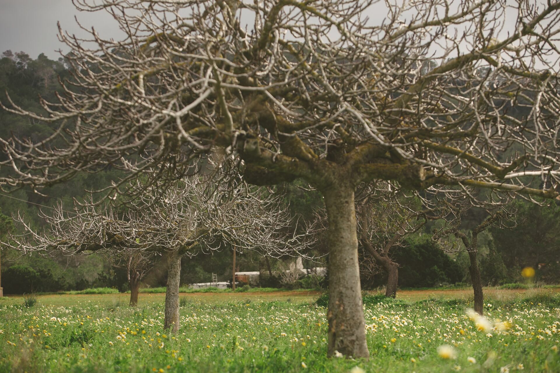 Foto Casal Cerutti em Ibiza - Imagem 49
