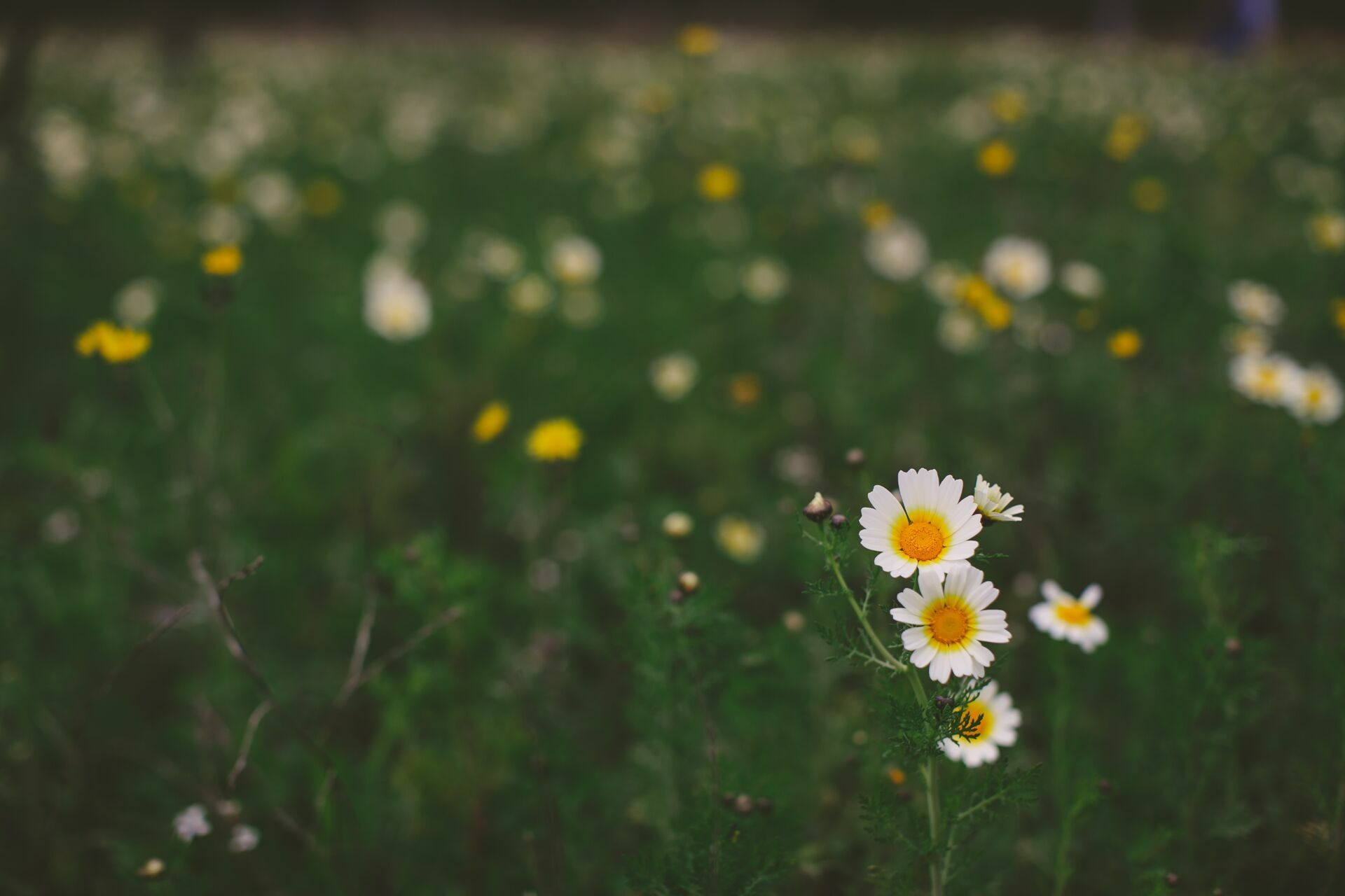 Foto Casal Cerutti em Ibiza - Imagem 51