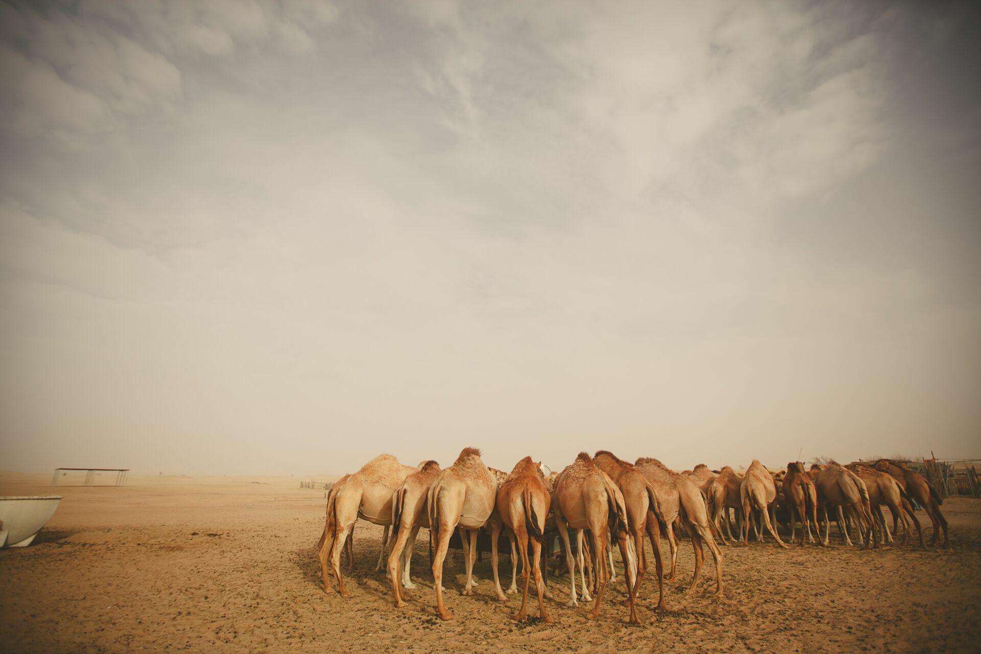 Foto Casal Cerutti em Dubai - Imagem 102