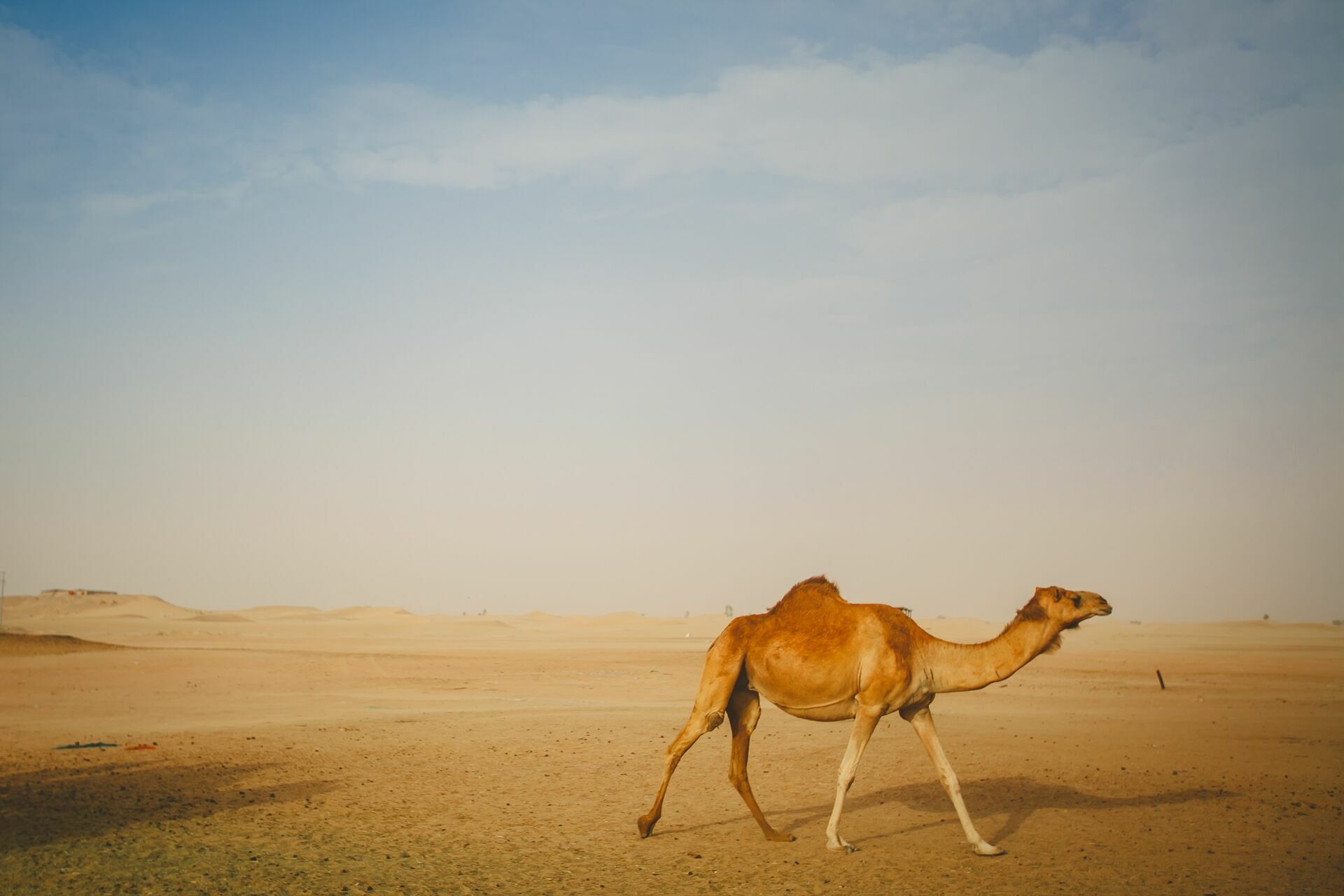 Foto Casal Cerutti em Dubai - Imagem 103