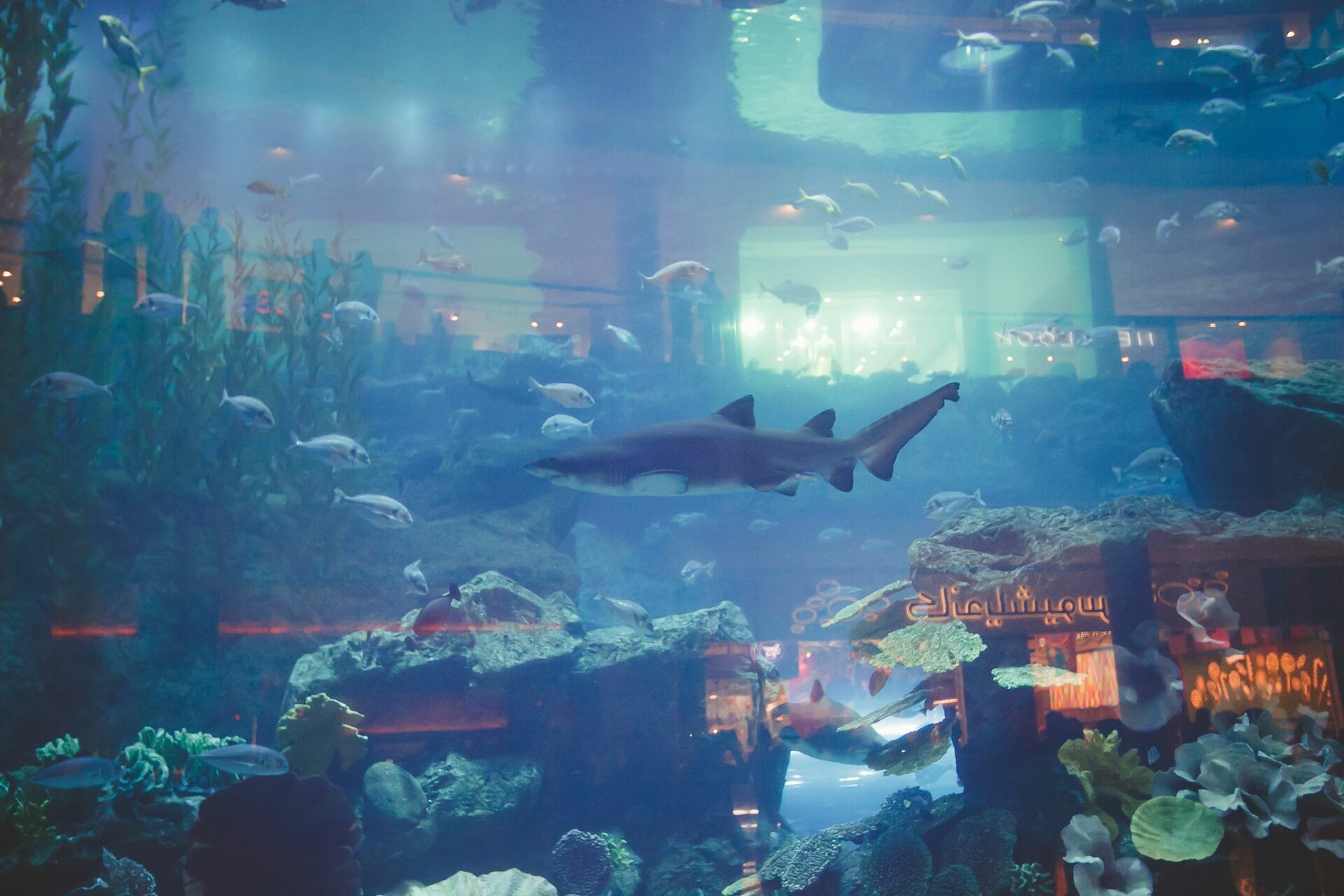 Foto Casal Cerutti em Dubai - Imagem 93