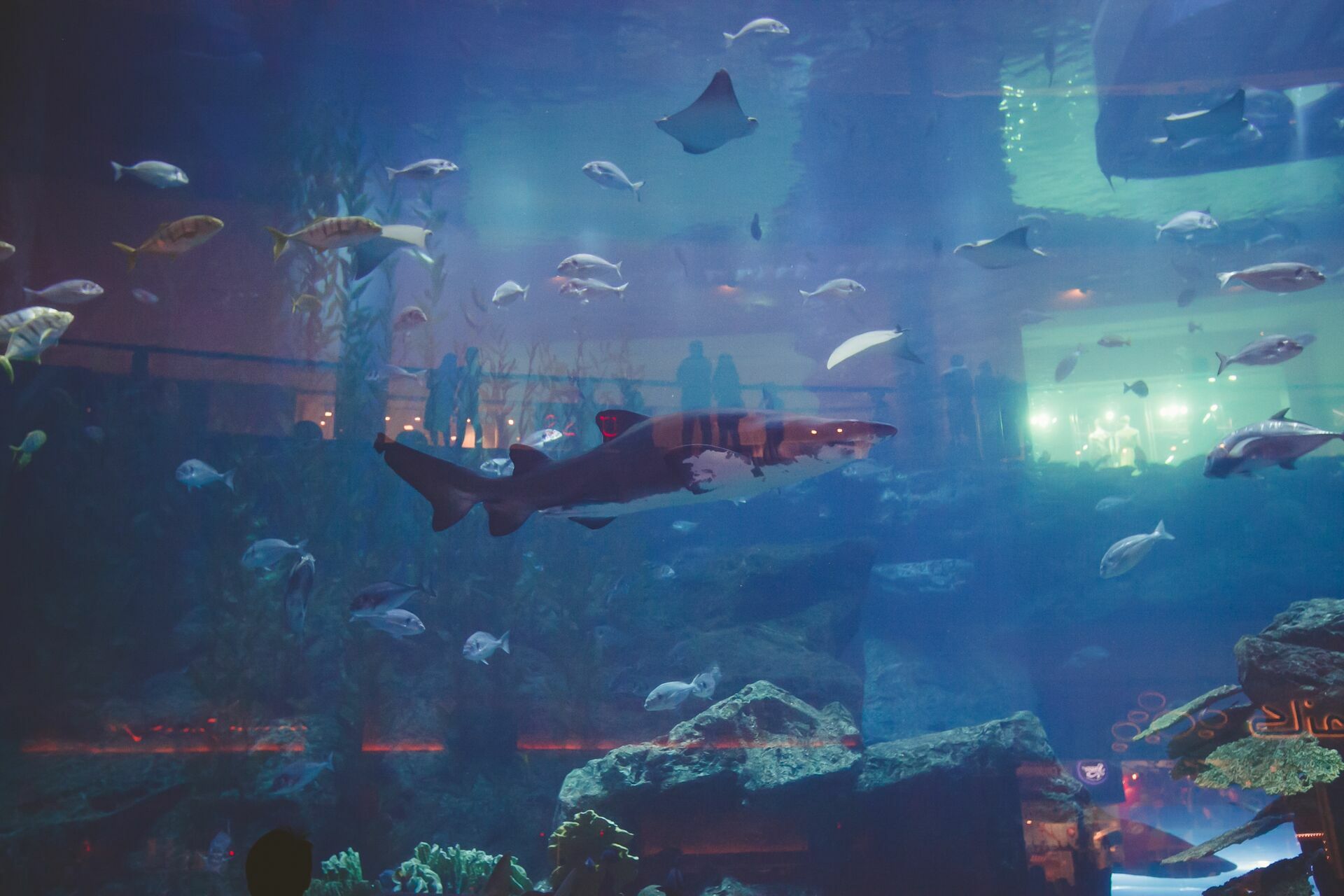 Foto Casal Cerutti em Dubai - Imagem 95