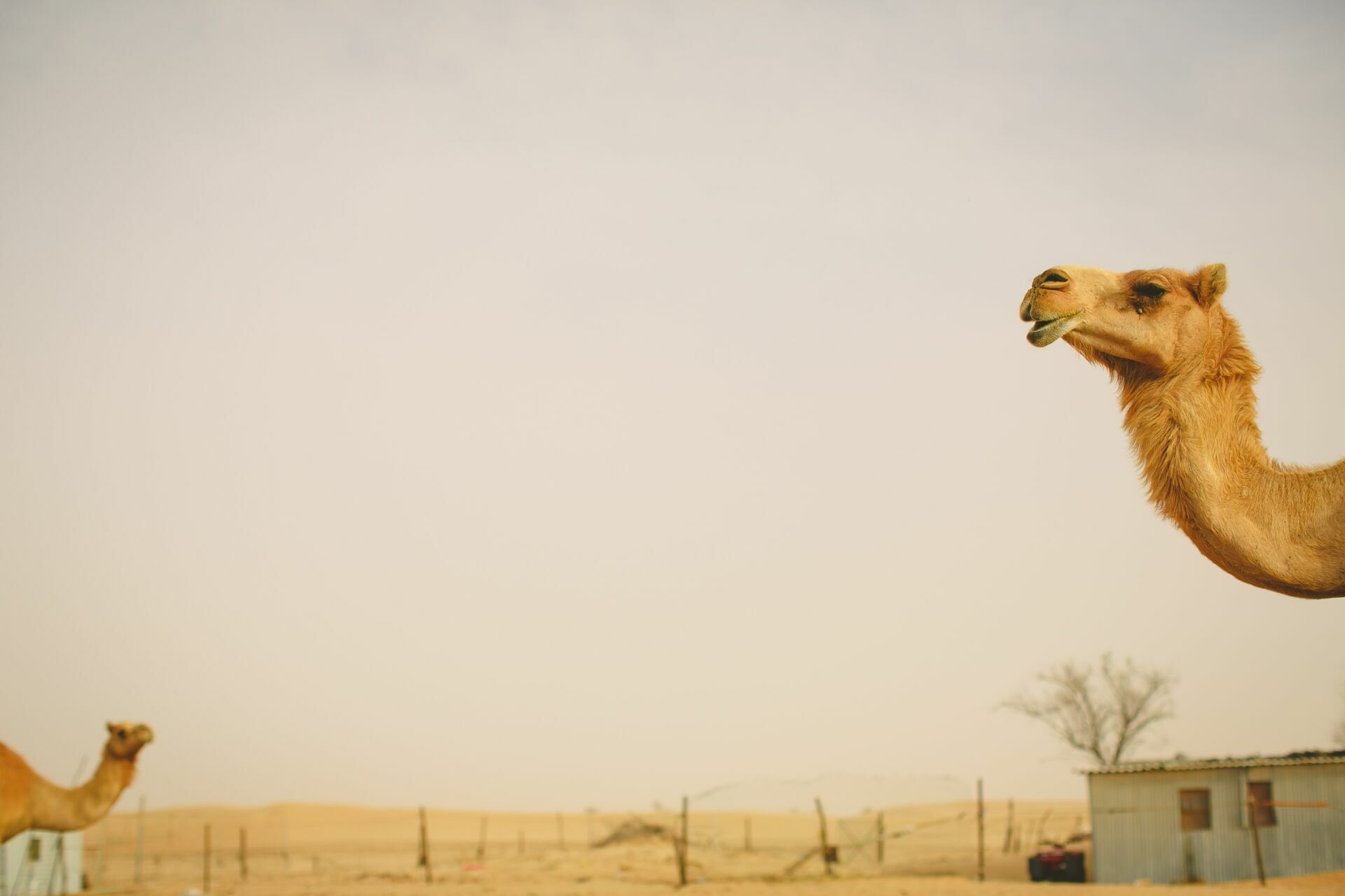 Foto Casal Cerutti em Dubai - Imagem 109