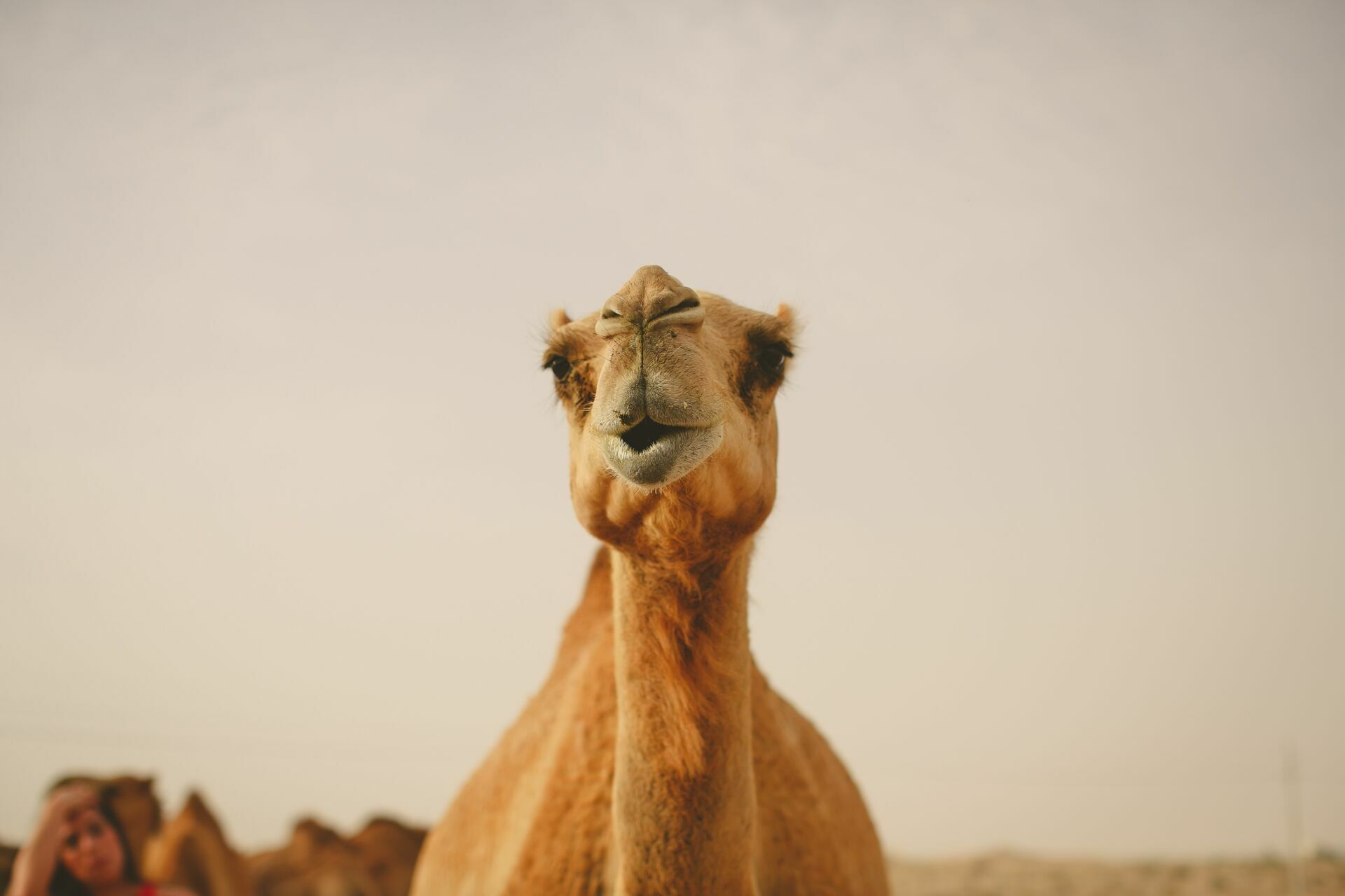 Foto Casal Cerutti em Dubai - Imagem 104