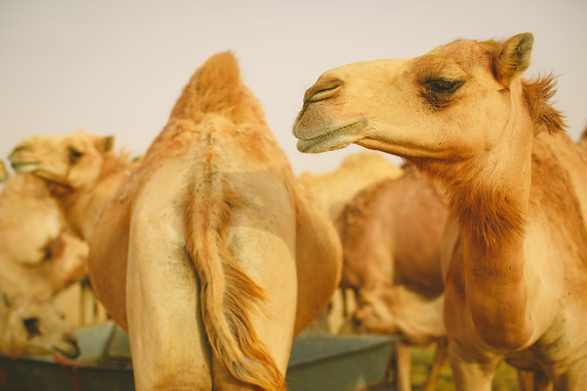 Foto Casal Cerutti em Dubai - Imagem 110