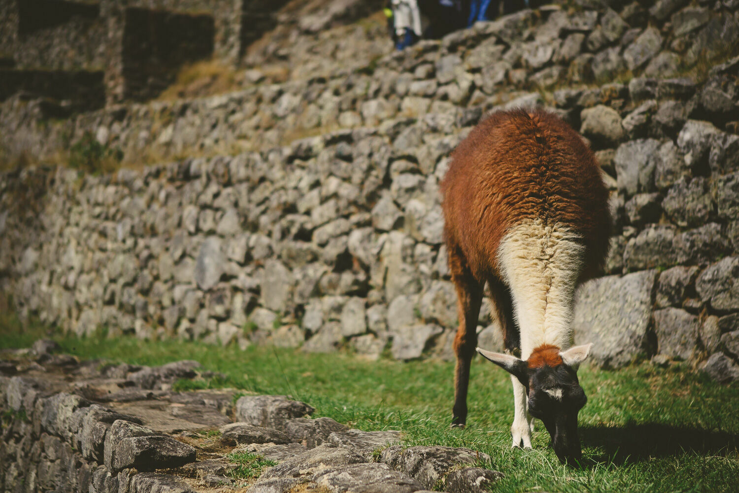 Foto Casal Cerutti em Machu Picchu - Imagem 30