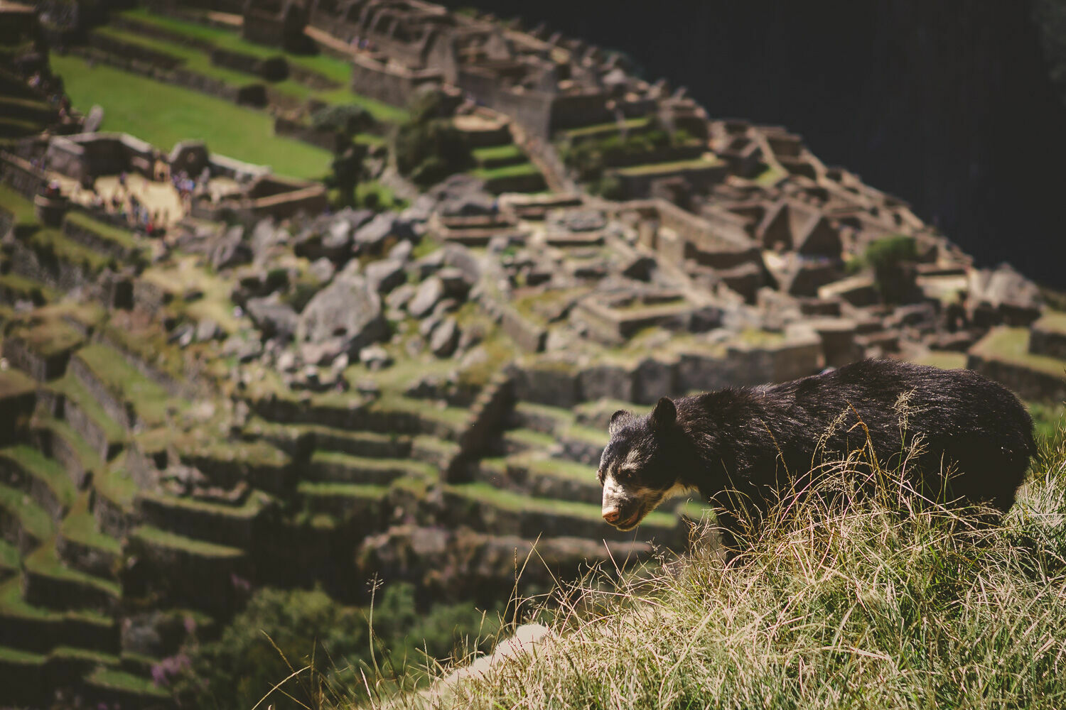 Foto Casal Cerutti em Machu Picchu - Imagem 49
