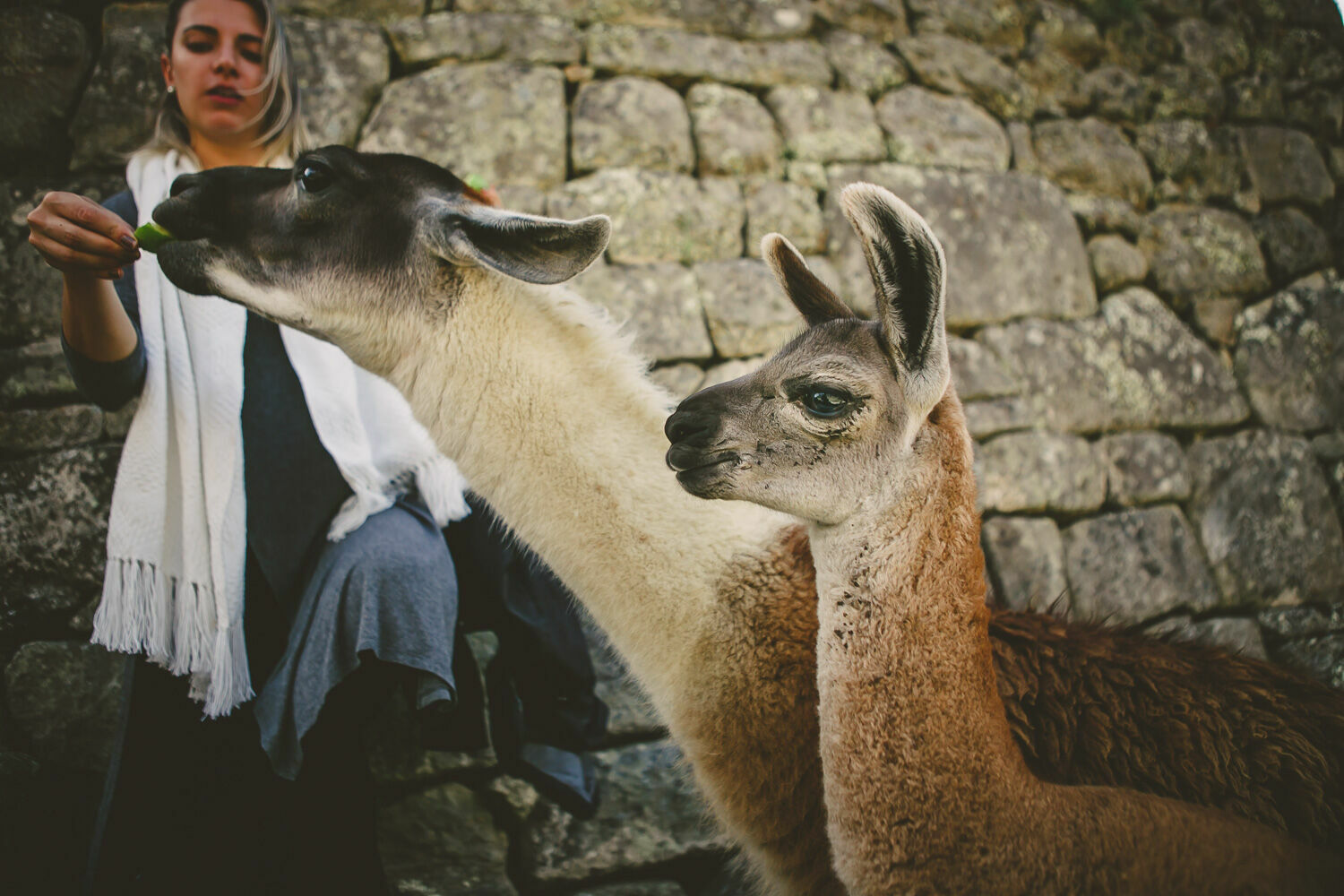 Foto Casal Cerutti em Machu Picchu - Imagem 71