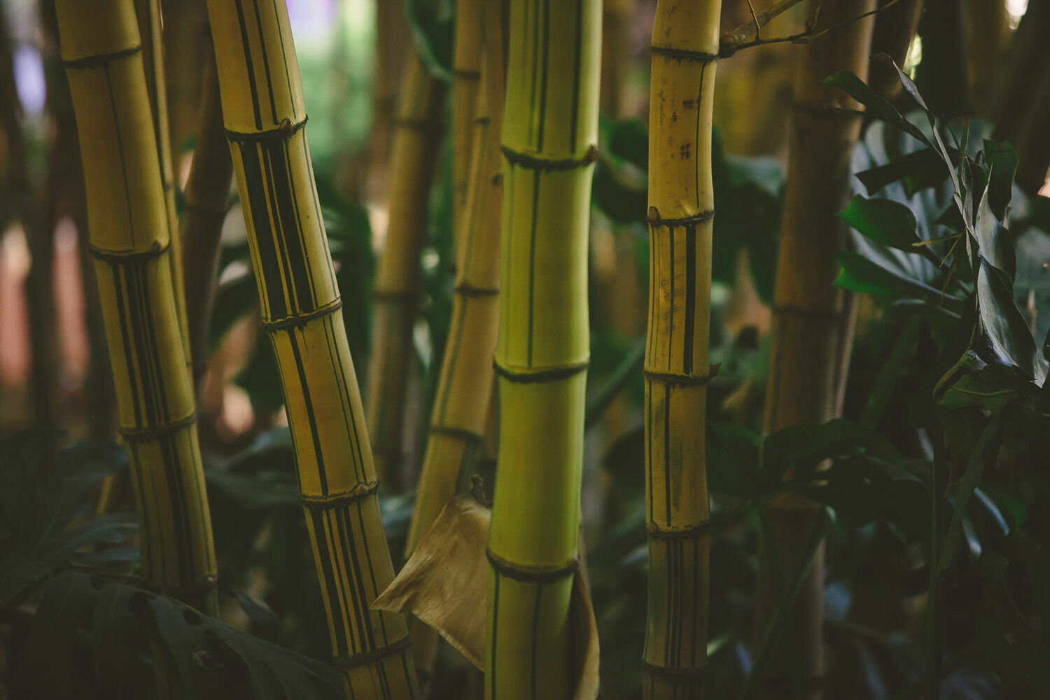 Foto Casal Cerutti em Marrakesh - Imagem 17