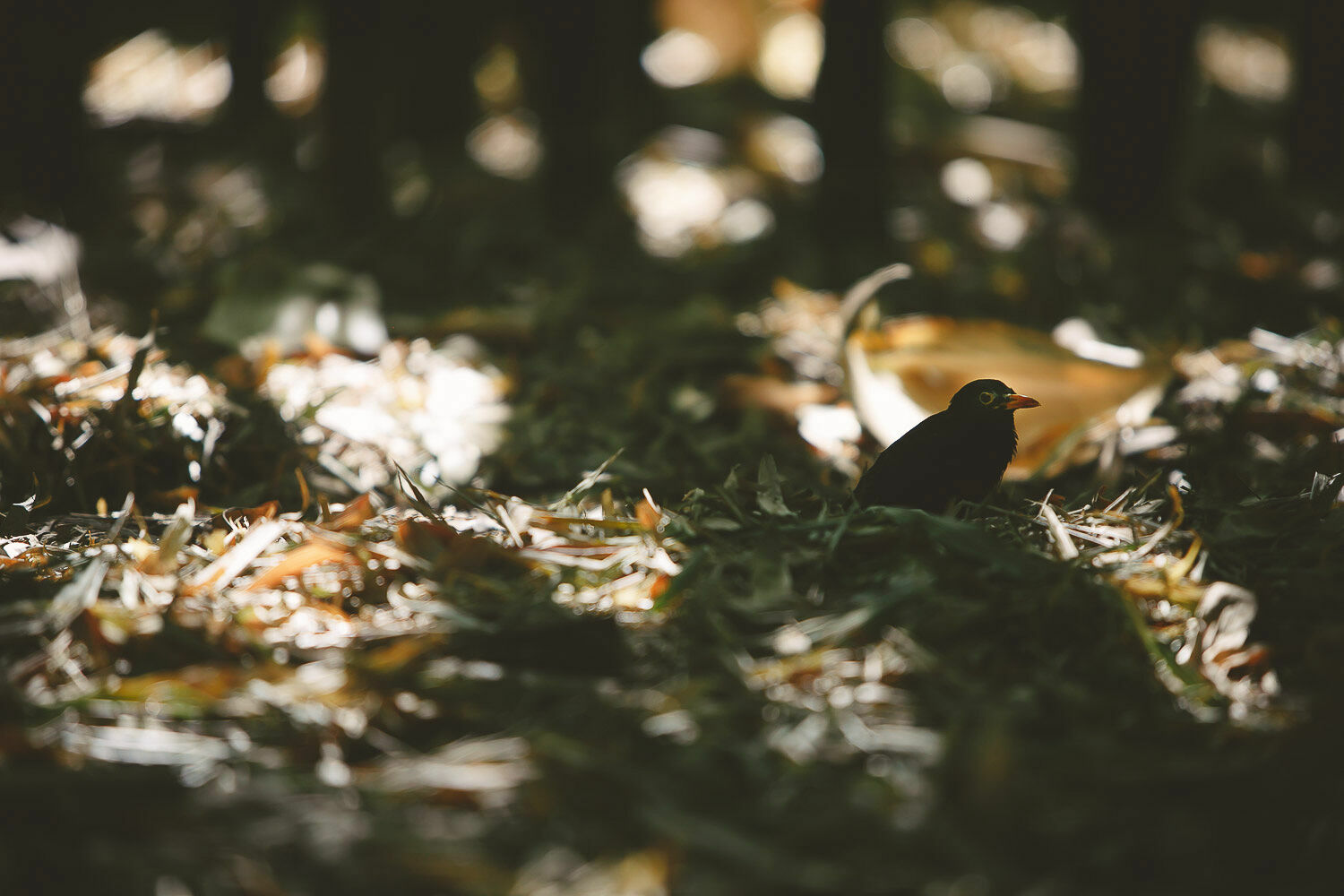 Foto Casal Cerutti em Marrakesh - Imagem 16