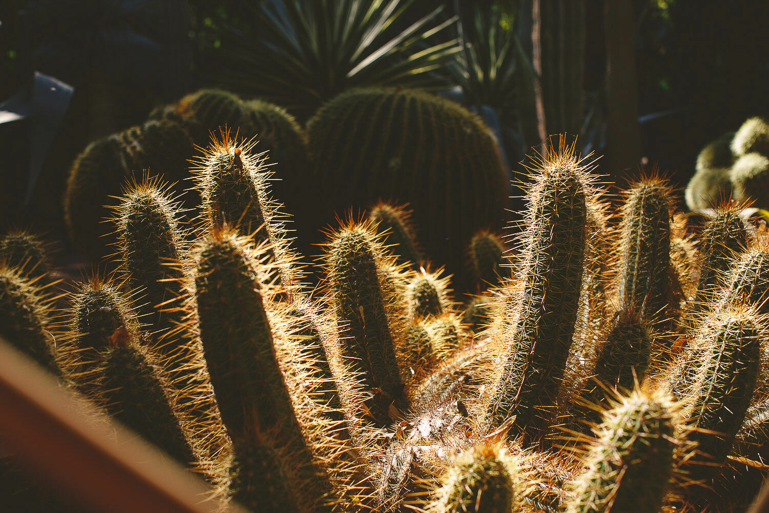 Foto Casal Cerutti em Marrakesh - Imagem 12