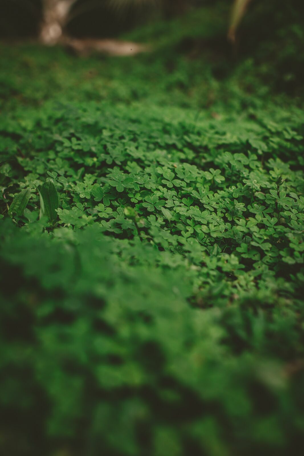 Foto Ensaio Casal Casa Maçico - Larissa e Mário - Imagem 43